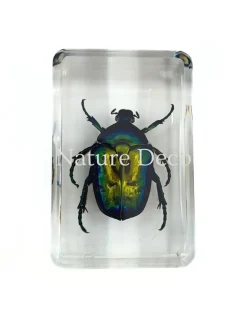 Cetonia Aurate (kever) in hars 4,5 x 3 x 2 cm