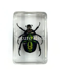 Cetonia Aurate (kever) in hars 4,5 x 3 x 2 cm