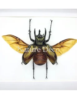 Chalcosoma Atlas (kever) in luxe 3D lijst 27 x 22 x 4,5 cm
