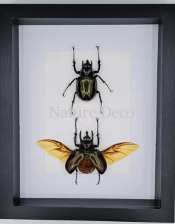 Chalcosoma Atlas kevers duo in luxe 3D lijst 27 x 22cm