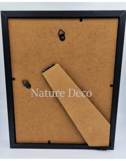 Chalcosoma Atlas kevers duo in luxe 3D lijst 27 x 22cm