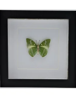 Charaxes Eupale in luxe 3D lijst 17 x 17cm