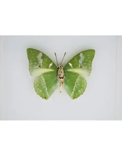 Charaxes Eupale in luxe 3D lijst 17 x 17cm