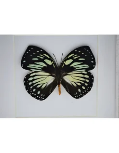 Charaxes Euxanthe Crossleyi in luxe 3D lijst 17 x 17cm