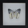 Charaxes Hadrianus in luxe 3D lijst 17 x 17cm