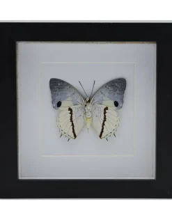 Charaxes Hadrianus in luxe 3D lijst 17 x 17cm