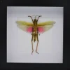 Chondacris Rosea (Roze sprinkhaan) in luxe 3D lijst 17 x 17cm