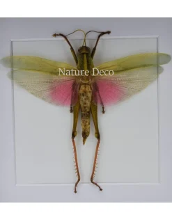Chondacris Rosea (Roze sprinkhaan) in luxe 3D lijst 17 x 17cm