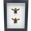 Chrysochroa aurora (prachtkever) duo in luxe 3D lijst 20,3 x 15,3 cm