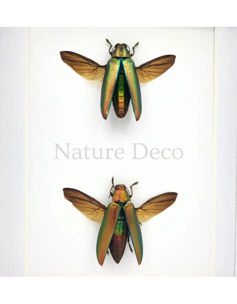 Chrysochroa aurora (prachtkever) duo in luxe 3D lijst 20,3 x 15,3 cm
