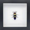 Chrysochroa Buqueti Rugicollis in luxe 3D lijst 17 x 17 cm