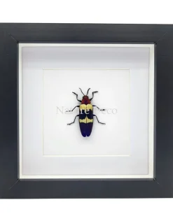 Chrysochroa Buqueti Rugicollis in luxe 3D lijst 17 x 17 cm