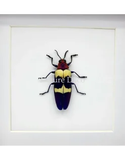 Chrysochroa Buqueti Rugicollis in luxe 3D lijst 17 x 17 cm