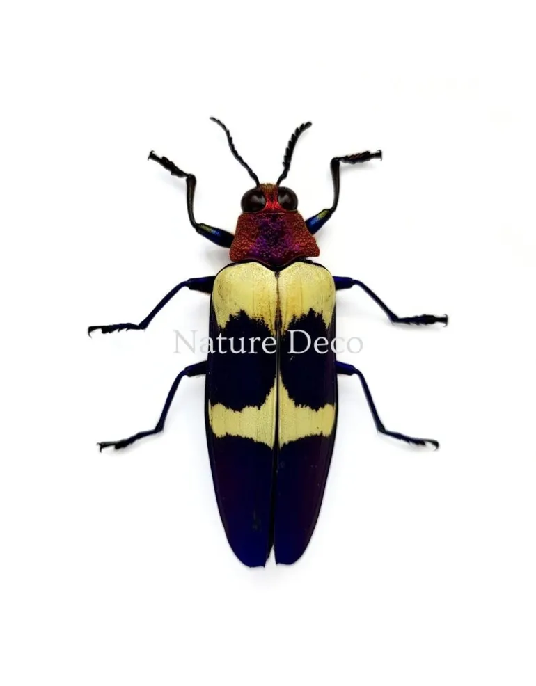 Chrysochroa Buqueti Rugicollis in luxe 3D lijst 17 x 17 cm