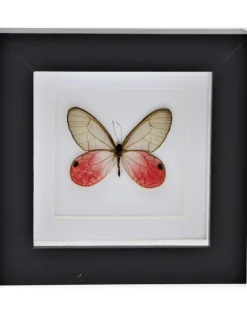 Cithaeria Aurorina in luxe 3D lijst 12 x 12cm