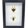 Creobroter Gemmatus duo in luxe 3D lijst 20,3 x 15,3 cm