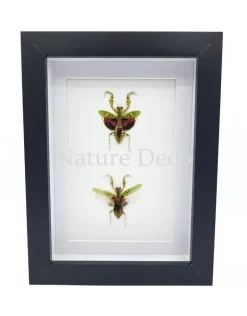 Creobroter Gemmatus duo in luxe 3D lijst 20,3 x 15,3 cm