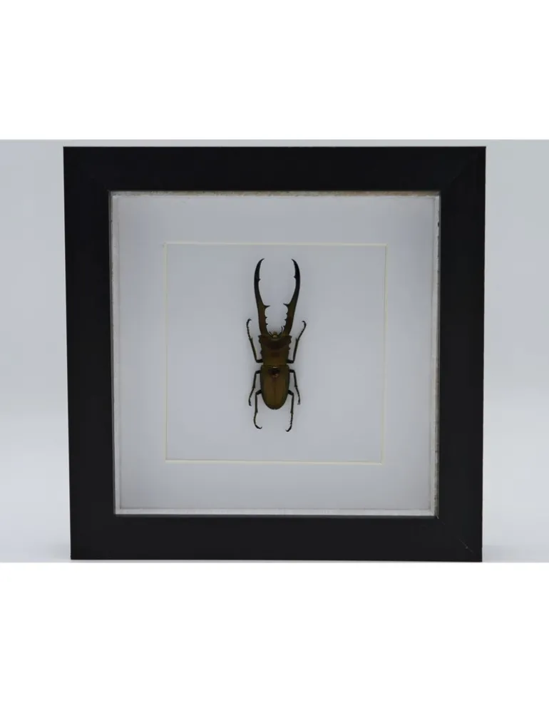 Cyclommatus Metallifer finae in luxe 3D lijst 17 x 17cm