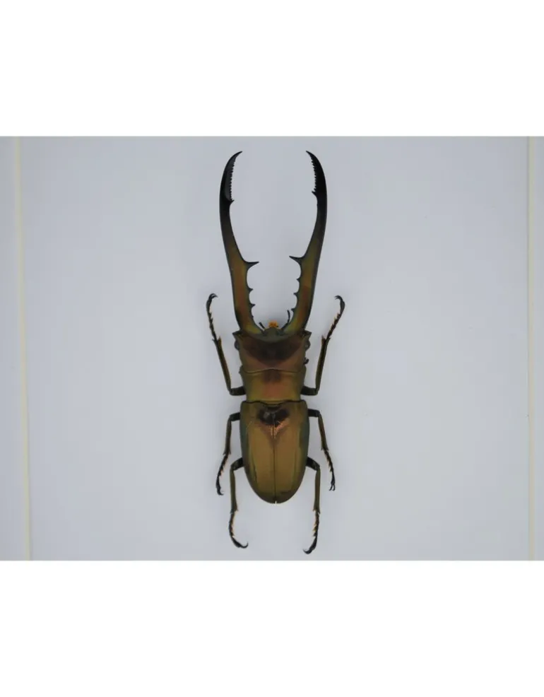 Cyclommatus Metallifer finae in luxe 3D lijst 17 x 17cm