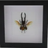 Cyclommatus Metallifer finae in luxe 3D lijst 17 x 17cm