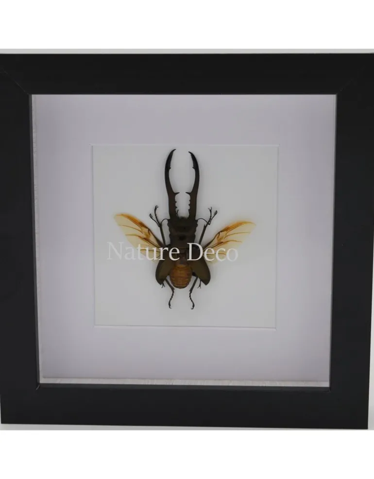 Cyclommatus Metallifer finae in luxe 3D lijst 17 x 17cm