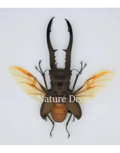 Cyclommatus Metallifer finae in luxe 3D lijst 17 x 17cm