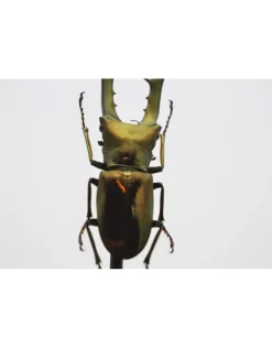 Cyclommatus Metallifer finae in stolp