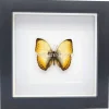 Cymothoe Reinholdi in luxe 3D lijst 17 x 17 cm