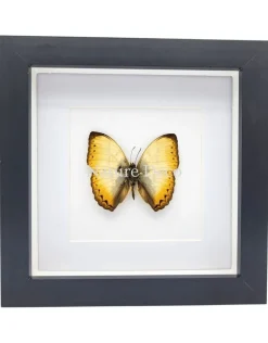 Cymothoe Reinholdi in luxe 3D lijst 17 x 17 cm