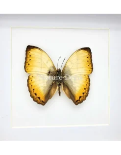 Cymothoe Reinholdi in luxe 3D lijst 17 x 17 cm