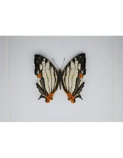 Cyrestis Thyodamas in luxe 3D lijst 17 x 17cm
