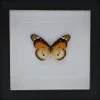 Danaus Chrysippus onderkant in luxe 3D lijst 17 x 17cm