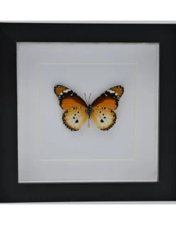 Danaus Chrysippus onderkant in luxe 3D lijst 17 x 17cm