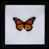 Danaus Plexippus (Monarch vlinder) in luxe 3D lijst 17 x 17cm