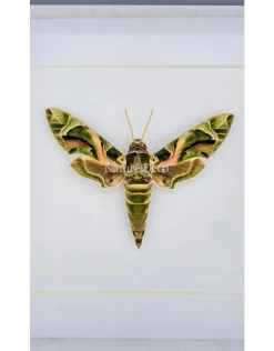 Daphnis nerii in luxe 3D lijst 17 x 17cm
