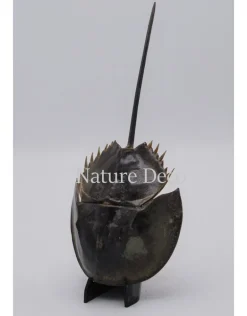 Degenkrab