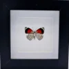 Diaethria Clymena (Cramer's 88) in luxe 3D lijst 12 x 12cm