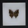 Doleschallia Bisaltide onderkant in luxe 3D lijst 17 x 17cm