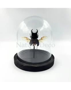 Dorcus sp. kever in stolp 12 x 13cm