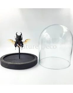 Dorcus sp. kever in stolp 12 x 13cm