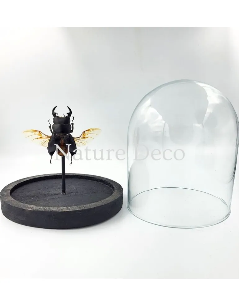 Dorcus sp. kever in stolp 12 x 13cm