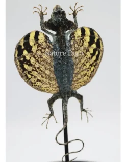 Draco Volans Volans (opgezet vliegend draakje) in stolp 14 x 21cm