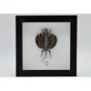 Draco Volans Volans (vliegend draakje) in luxe 3D lijst 22 x 22cm