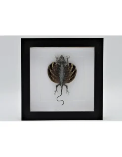 Draco Volans Volans (vliegend draakje) in luxe 3D lijst 22 x 22cm