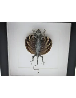 Draco Volans Volans (vliegend draakje) in luxe 3D lijst 22 x 22cm