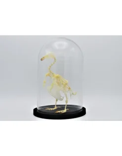 Duiven skelet in stolp 24,5cm x 17cm