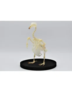Duiven skelet in stolp 24,5cm x 17cm