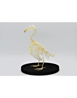 Duiven skelet in stolp 24,5cm x 17cm