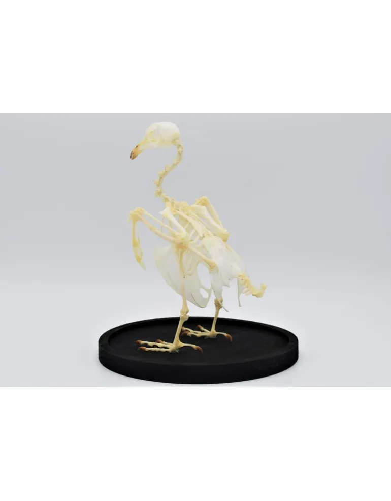 Duiven skelet in stolp 24,5cm x 17cm