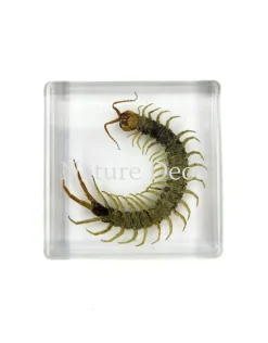 Duizendpoot in hars 4,5 x 4,5 x 1 cm